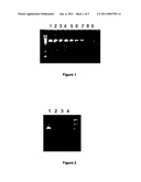 ELIMINATION OF CONTAMINANTS ASSOCIATED WITH NUCLEIC ACID AMPLIFICATION diagram and image