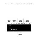 ELIMINATION OF CONTAMINANTS ASSOCIATED WITH NUCLEIC ACID AMPLIFICATION diagram and image