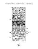 CULTURING RETINAL CELLS AND TISSUES diagram and image