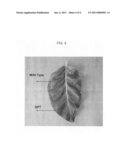 Plant glutamine phenylpyruvate transaminase gene and transgenic plants carrying same diagram and image