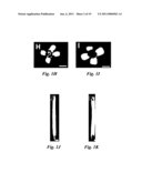 METHODS OF CONTROLLING PLANT SEE AND ORGAN SIZE diagram and image