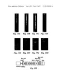 METHODS OF CONTROLLING PLANT SEE AND ORGAN SIZE diagram and image