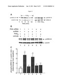 Compositions and Methods Which Modulate G-Protein Signaling for the Treatment of Inflammatory Disorders such as Asthma and Allergic Conjunctivitis diagram and image