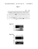 LACTOBACILLUS ACIDOPHILUS NUCLEIC ACIDS ENCODING FRUCTO-OLIGOSACCHARIDE UTILIZATION COMPOUNDS AND USES THEREOF diagram and image