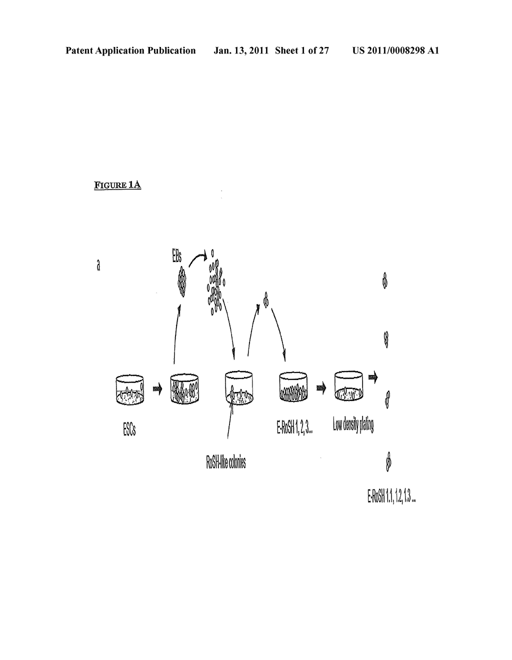 METHOD OF DERIVING PROGENITOR CELL LINE - diagram, schematic, and image 02