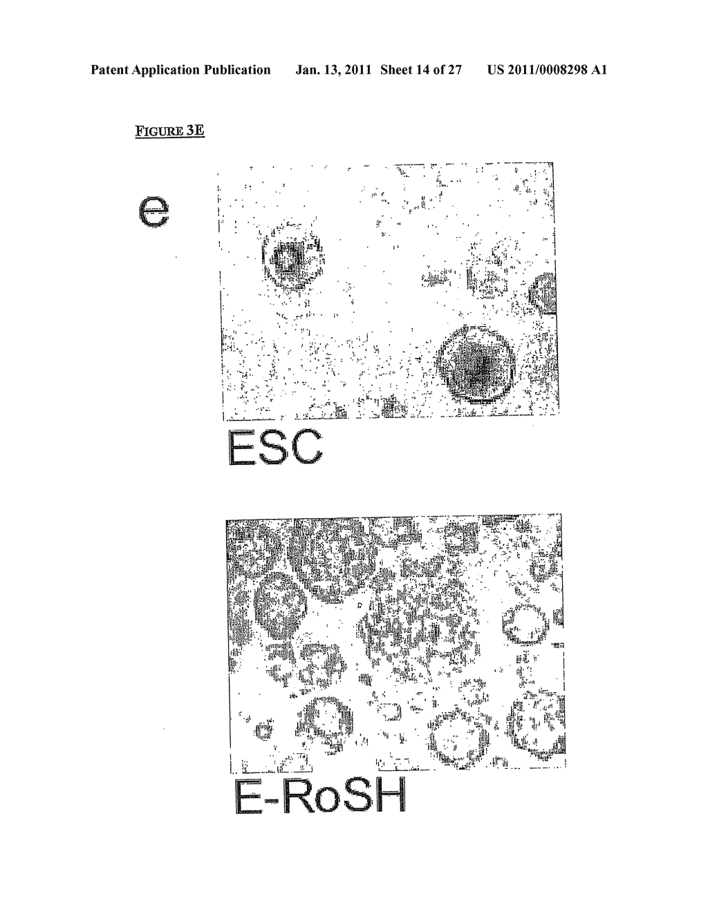 METHOD OF DERIVING PROGENITOR CELL LINE - diagram, schematic, and image 15