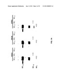 Cadherin-11 EC1 Domain Antagonists for Treating Inflammatory Joint Disorders diagram and image