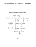 ANTI-PROPERDIN ANTIBODIES diagram and image