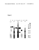 IMMUNOGENIC COMPOSITIONS CAPABLE OF ACTIVATING T-CELLS diagram and image