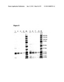 IMMUNOGENIC COMPOSITIONS CAPABLE OF ACTIVATING T-CELLS diagram and image