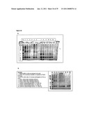 IMMUNOGENIC COMPOSITIONS CAPABLE OF ACTIVATING T-CELLS diagram and image