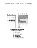 MODIFIED FLAGELLIN IMPROVED TOLL-LIKE RECEPTOR 5 STIMULATING ACTIVITY diagram and image