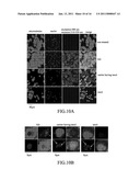 CARRIER COMPRISING NANODIAMOND diagram and image