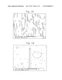 Oriented noble metal single crystalline nanowire and preparation method thereof diagram and image