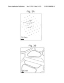 Oriented noble metal single crystalline nanowire and preparation method thereof diagram and image