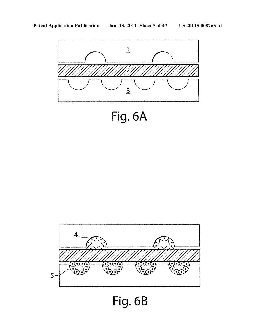 USE OF THREE-DIMENSIONAL MICROFABRICATED TISSUE ENGINEERED SYSTEMS FOR PHARMACOLOGIC APPLICATIONS - diagram, schematic, and image 06