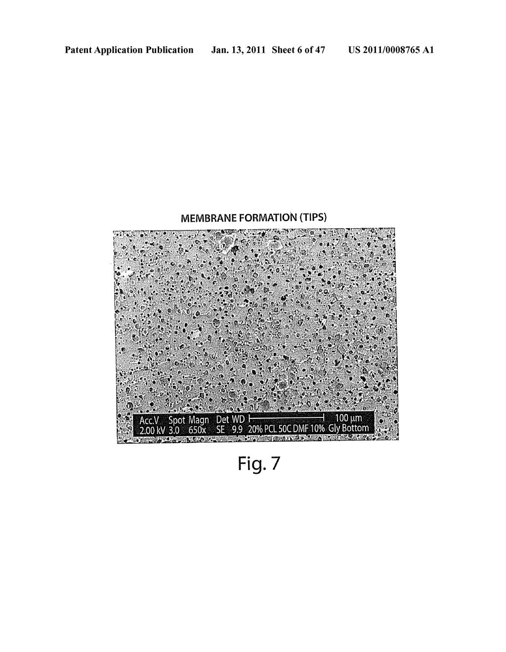 USE OF THREE-DIMENSIONAL MICROFABRICATED TISSUE ENGINEERED SYSTEMS FOR PHARMACOLOGIC APPLICATIONS - diagram, schematic, and image 07