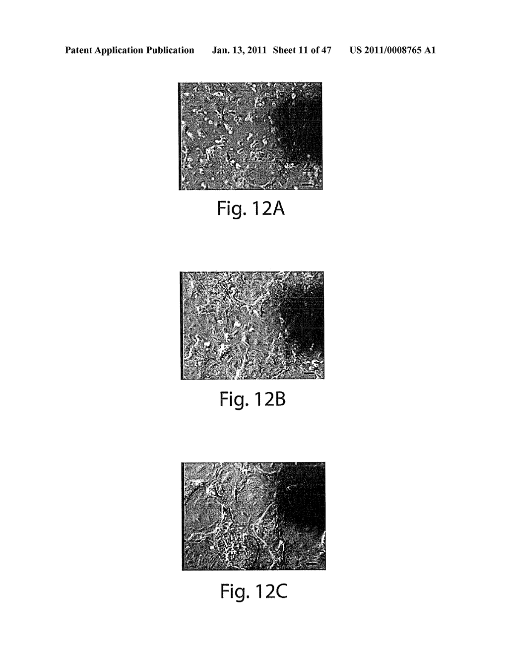 USE OF THREE-DIMENSIONAL MICROFABRICATED TISSUE ENGINEERED SYSTEMS FOR PHARMACOLOGIC APPLICATIONS - diagram, schematic, and image 12