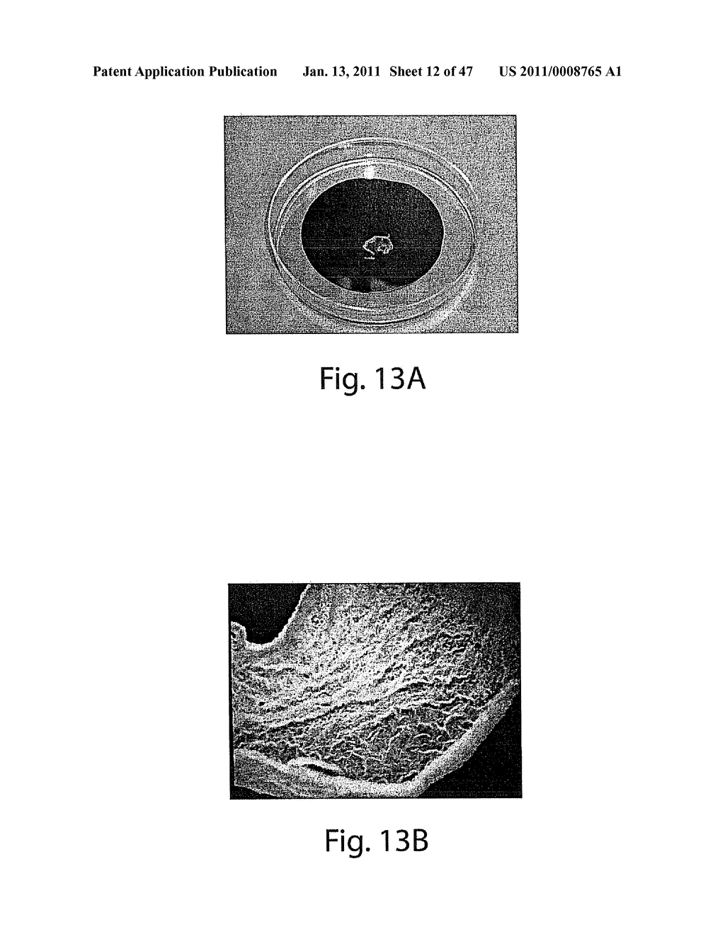 USE OF THREE-DIMENSIONAL MICROFABRICATED TISSUE ENGINEERED SYSTEMS FOR PHARMACOLOGIC APPLICATIONS - diagram, schematic, and image 13