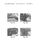 USE OF THREE-DIMENSIONAL MICROFABRICATED TISSUE ENGINEERED SYSTEMS FOR PHARMACOLOGIC APPLICATIONS diagram and image