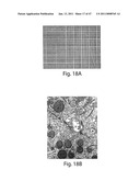 USE OF THREE-DIMENSIONAL MICROFABRICATED TISSUE ENGINEERED SYSTEMS FOR PHARMACOLOGIC APPLICATIONS diagram and image