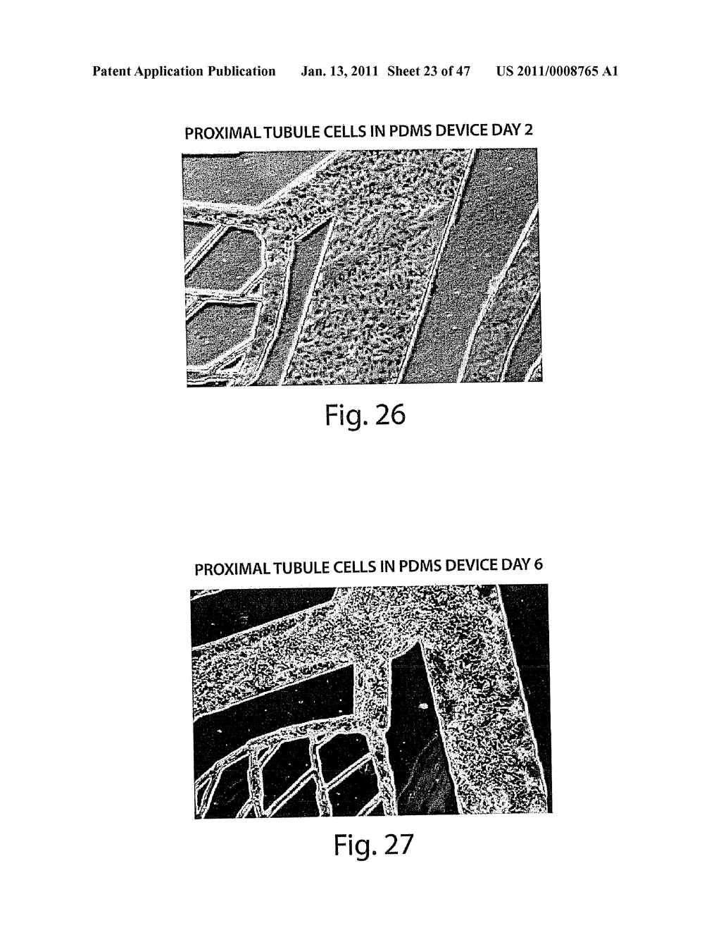 USE OF THREE-DIMENSIONAL MICROFABRICATED TISSUE ENGINEERED SYSTEMS FOR PHARMACOLOGIC APPLICATIONS - diagram, schematic, and image 24