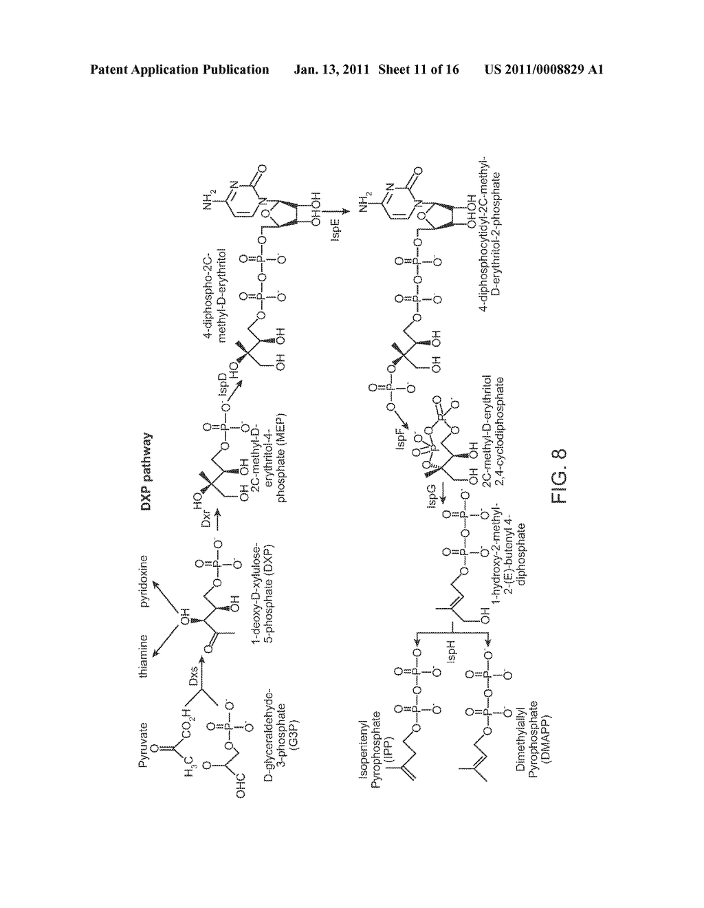 Use of Synthetic Scaffolds for the Production of Biosynthetic Pathway Products - diagram, schematic, and image 12