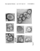 CHIMERIC VARICELLA ZOSTER VIRUS VIRUS-LIKE PARTICLES diagram and image