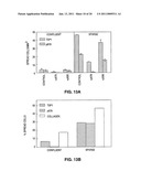 PEPTIDES AND THEIR UTILITY IN MODULATION OF BEHAVIOR OF CELLS EXPRESSING ALPHA3 BETA1 INTEGRINS diagram and image