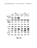 TARGETING CDK4 AND CDK6 IN CANCER THERAPY diagram and image