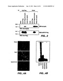 APO-2 RECEPTOR POLYPEPTIDES diagram and image