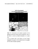 PRODUCTS AND THEIR USE FOR THE DIAGNOSIS, PREVENTION AND/OR CARE OF HUMAN AND/OR ANIMAL PATHOLOGIES CHARACTERISED BY THE ANOMALOUS DEPOSITION OF B-AMYLOID AND/OR AMYLOID-LIKE SUBSTANCE IN HUMAN AND/OR ANIMAL ORGANS AND TISSUES, AND SCREENING METHOD FOR DETERMINING THE RISK OF SUCH PATHOLOGIES diagram and image