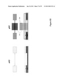 Multiple Orientation Nanowires With Gate Stack Stressors diagram and image