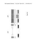 Multiple Orientation Nanowires With Gate Stack Stressors diagram and image