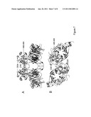 CRYSTAL STRUCTURE OF THE COMPLEX OF HEPATOCYTE GROWTH FACTOR BETA CHAIN WITH MET RECEPTOR AND METHODS OF USE diagram and image