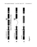 Thymidylate Kinase Mutants and Uses Thereof diagram and image