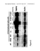 Thymidylate Kinase Mutants and Uses Thereof diagram and image