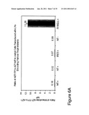 Thymidylate Kinase Mutants and Uses Thereof diagram and image