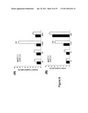 Thymidylate Kinase Mutants and Uses Thereof diagram and image