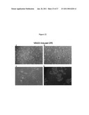 IL23 MODIFIED VIRAL VECTOR FOR RECOMBINANT VACCINES AND TUMOR TREATMENT diagram and image