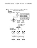 Chimeric flavivirus vectors diagram and image