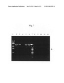 Chimeric flavivirus vectors diagram and image