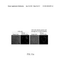 CLEAVAGE KIT, AND GENE THERAPY BY USING THE SAME AND NUCLEIC ACID CLEAVAGE DETECTION APPARATUS diagram and image