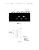 CLEAVAGE KIT, AND GENE THERAPY BY USING THE SAME AND NUCLEIC ACID CLEAVAGE DETECTION APPARATUS diagram and image