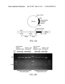 CLEAVAGE KIT, AND GENE THERAPY BY USING THE SAME AND NUCLEIC ACID CLEAVAGE DETECTION APPARATUS diagram and image