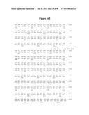 Norovirus and sapovirus antigens diagram and image