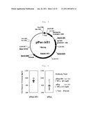 CELL FOR USE IN PROUDUCTION OF HETEROPROTEINS AND PRODUCTION METHOD USING THE SAME diagram and image