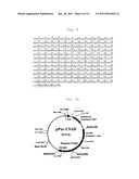 CELL FOR USE IN PROUDUCTION OF HETEROPROTEINS AND PRODUCTION METHOD USING THE SAME diagram and image