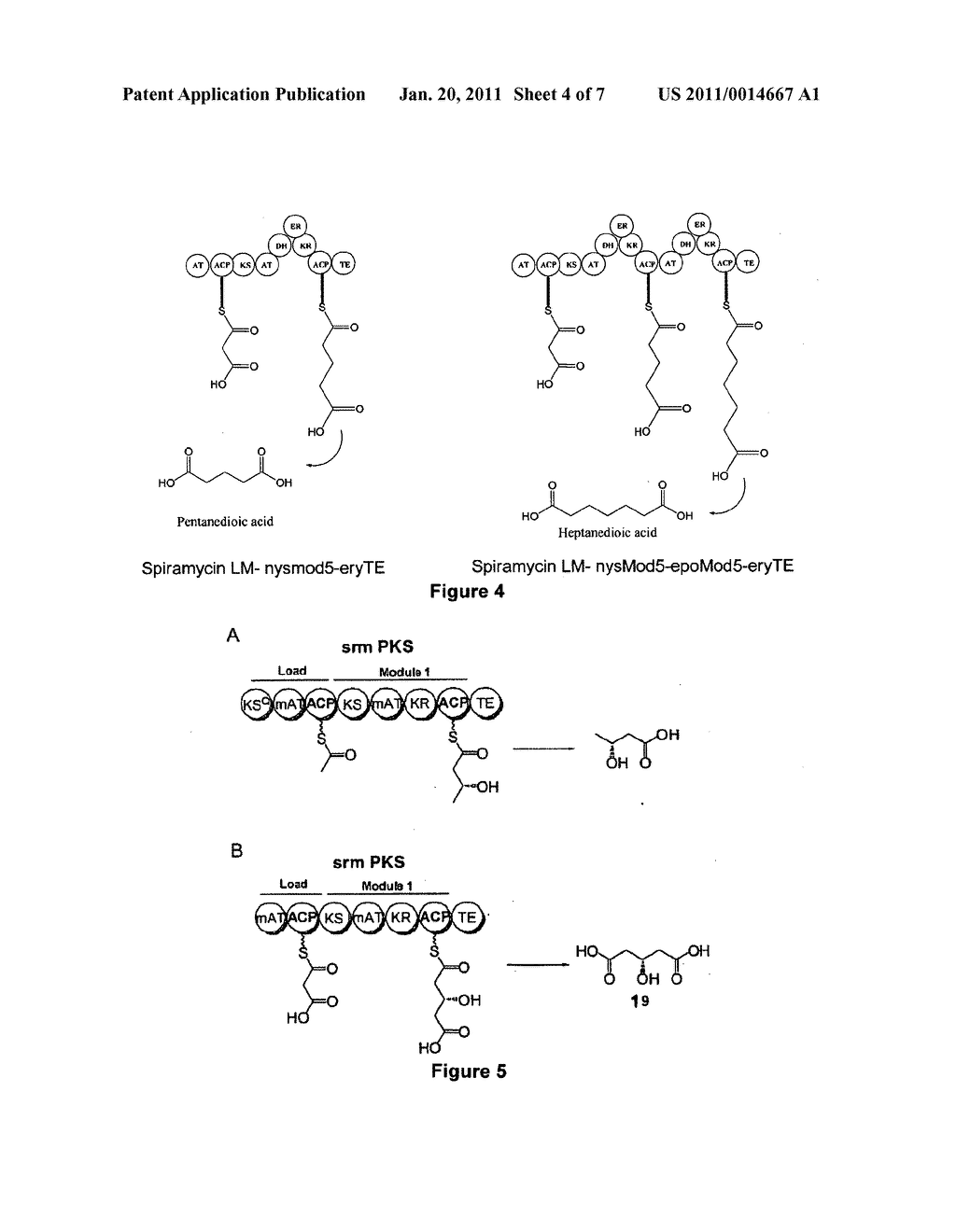 Producing Dicarboxylic Acids Using Polyketide Synthases - diagram, schematic, and image 05