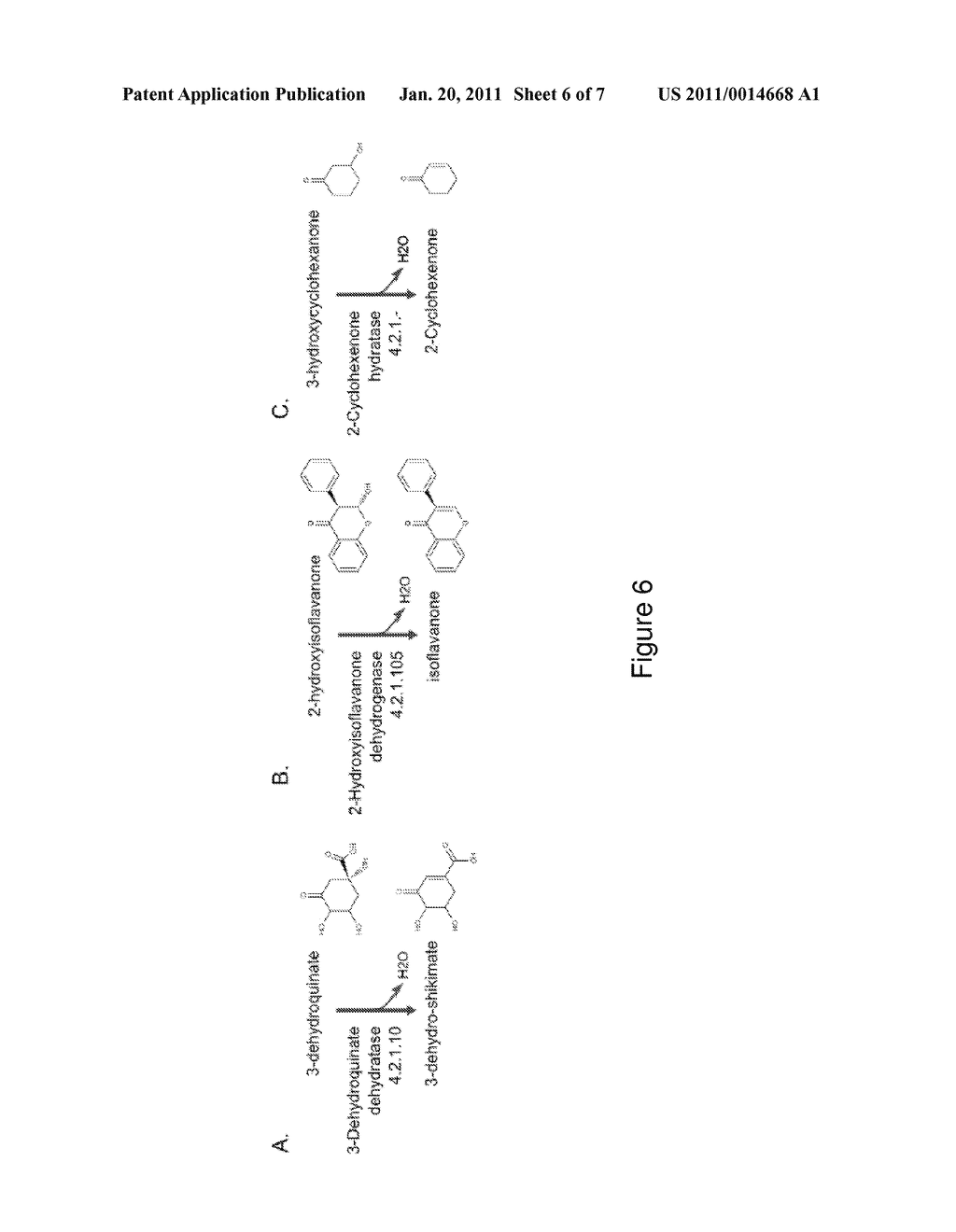 ORGANISMS FOR THE PRODUCTION OF CYCLOHEXANONE - diagram, schematic, and image 07